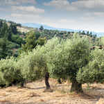La UJA y Naturmet investigan el digestato para regenerar los suelos de olivar